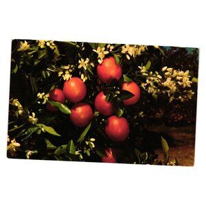 Florida Oranges And Blossoms Linen Postcard Vintage Tichnor Bros Made USA Unused